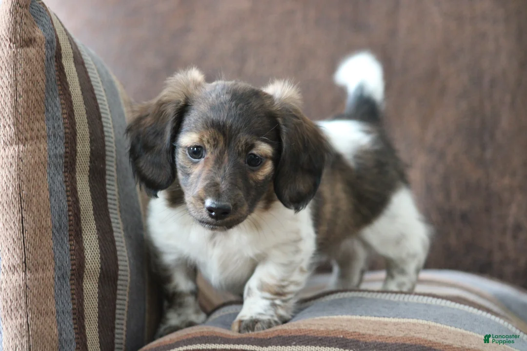 Miniature Dachshund dogs for sale: Bonita - Ad 3