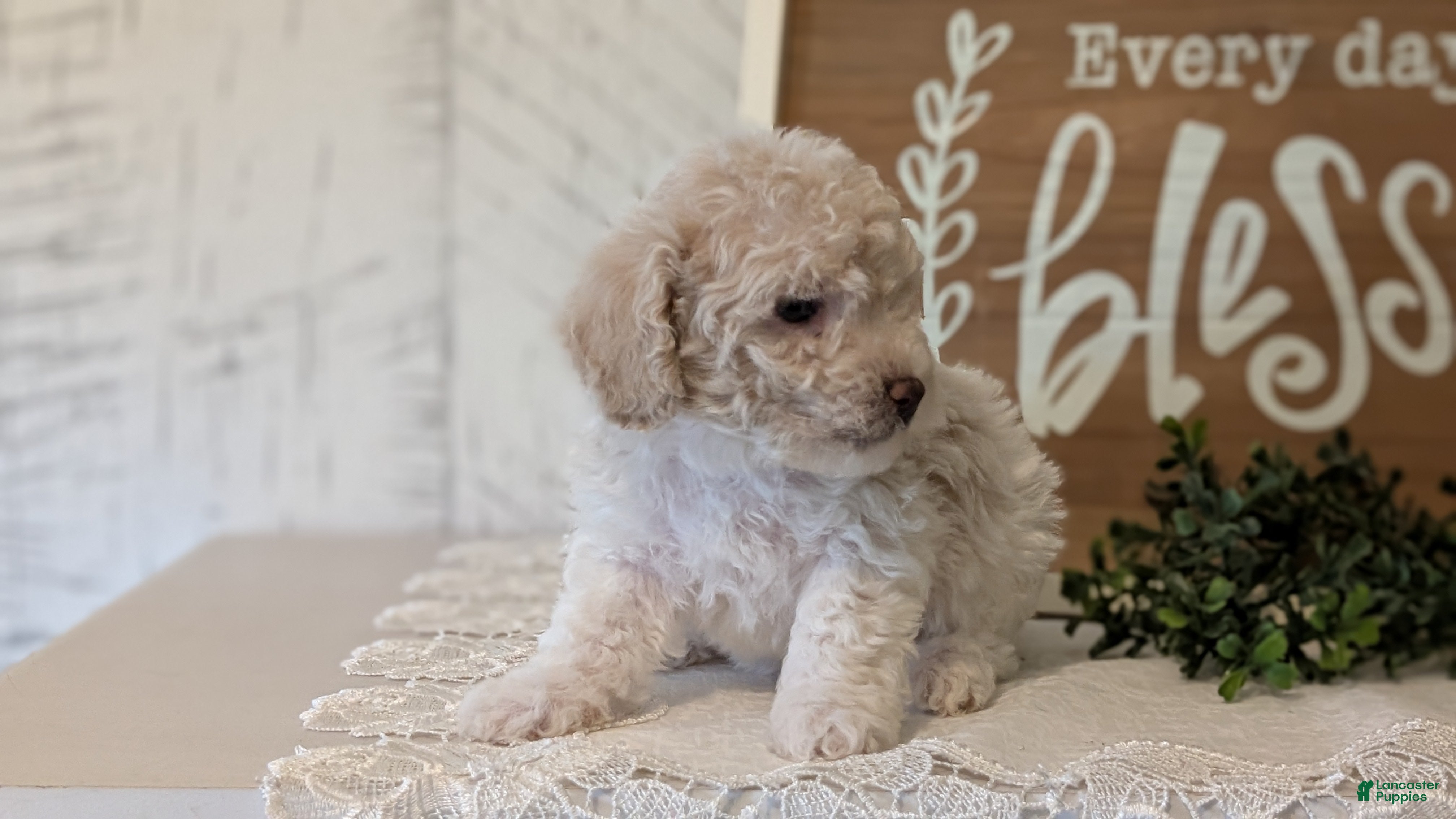 Maltipoo dogs Dash - Ad 2