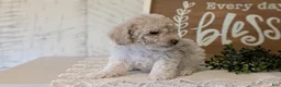 Maltipoo dogs for sale: Dash - Ad 2