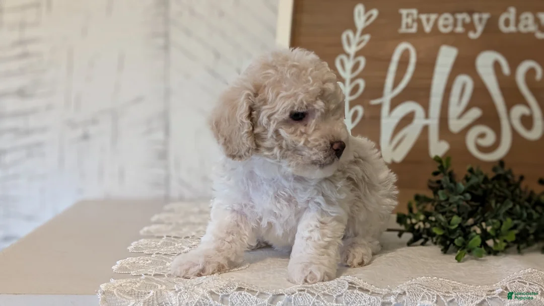 Maltipoo dogs for sale: Dash - Ad 2