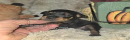 Miniature Pinscher dogs for sale: George  - Ad 3