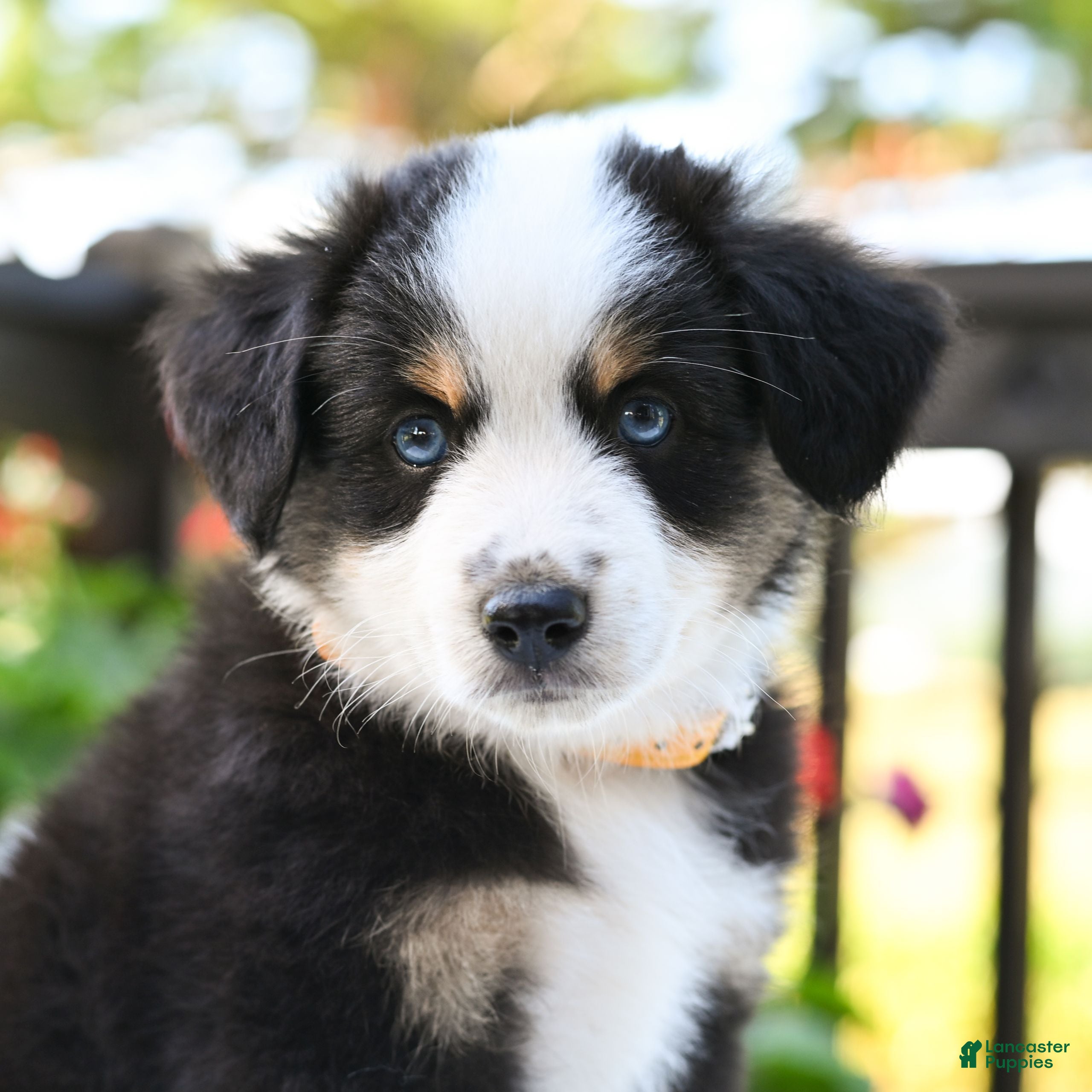 Miniature Australian Shepherd dogs Bonnie  - Ad 1