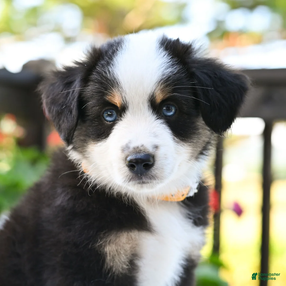 Miniature Australian Shepherd dogs for sale: Bonnie  - Ad 1