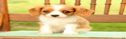 Cavalier King Charles Spaniel dogs for sale: Vanessa - Ad 6