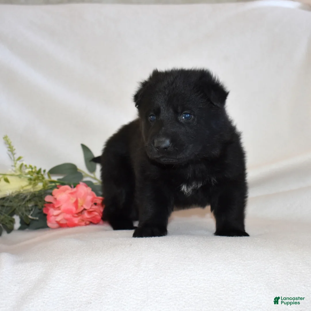German Shepherd dogs for sale: Star - Ad 3