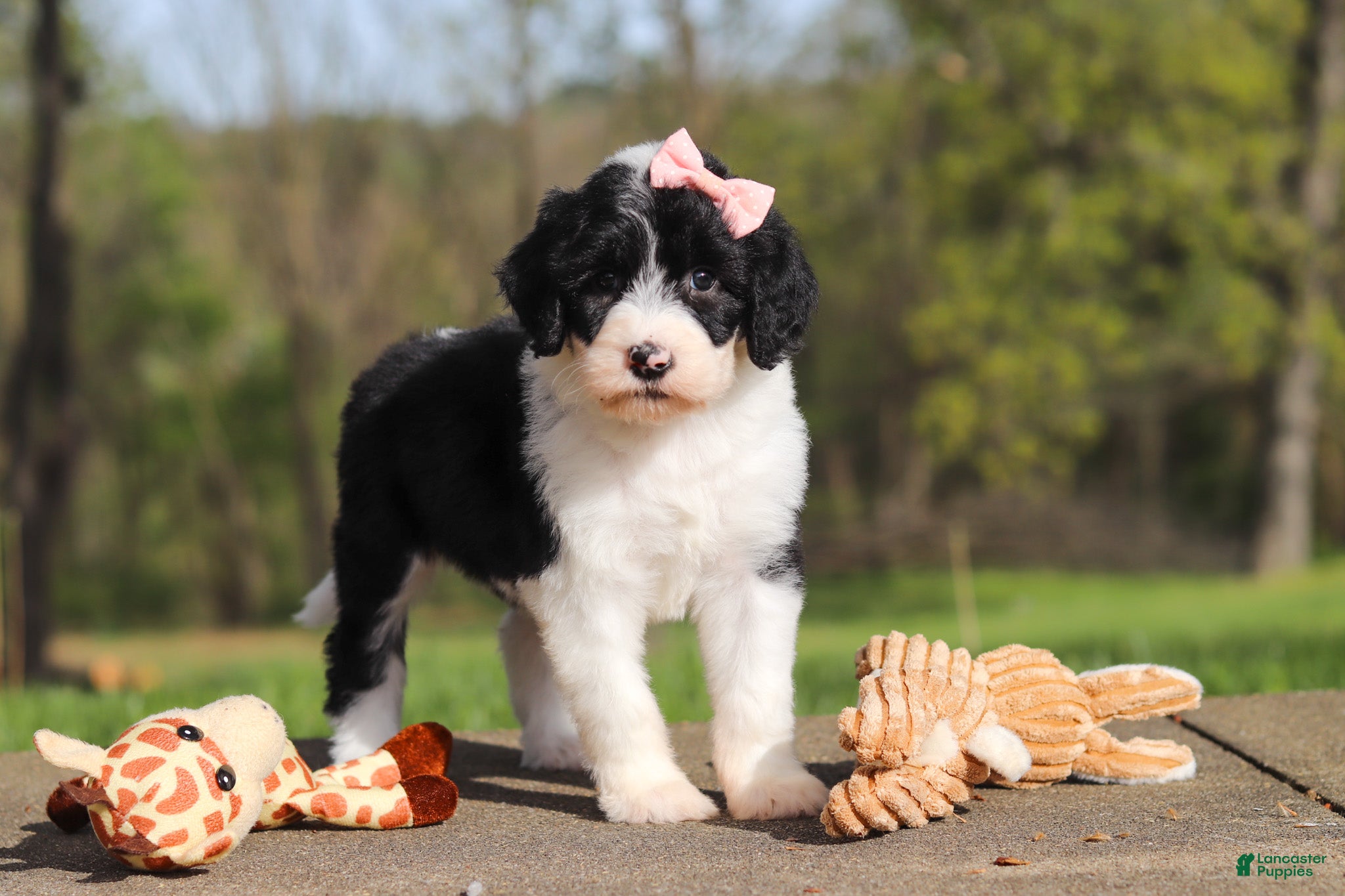 Sheepadoodle dogs for sale: Lila - Ad 4