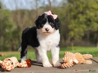 Sheepadoodle dogs for sale: Lila - Ad 4