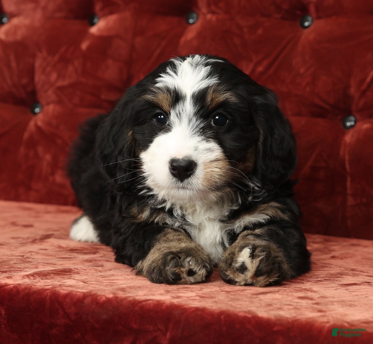 Mini Bernedoodle dogs Trixie - Ad 2
