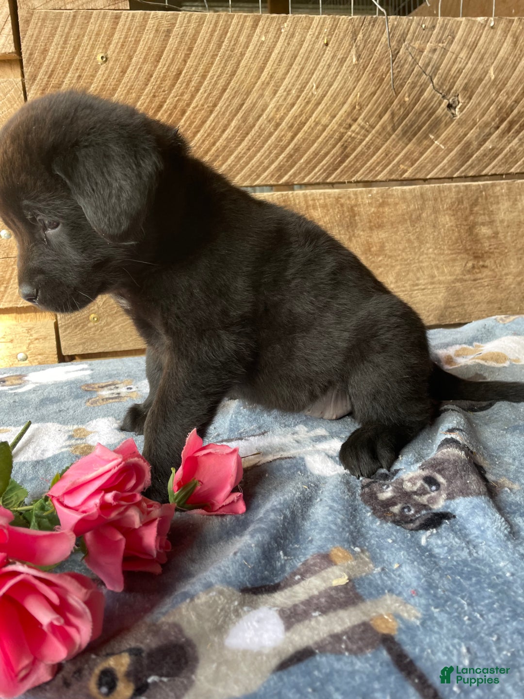Mixed Breed dogs for sale: Glow - Ad 3