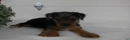 Yorkshire Terrier dogs for sale: Roscoe  - Ad 9