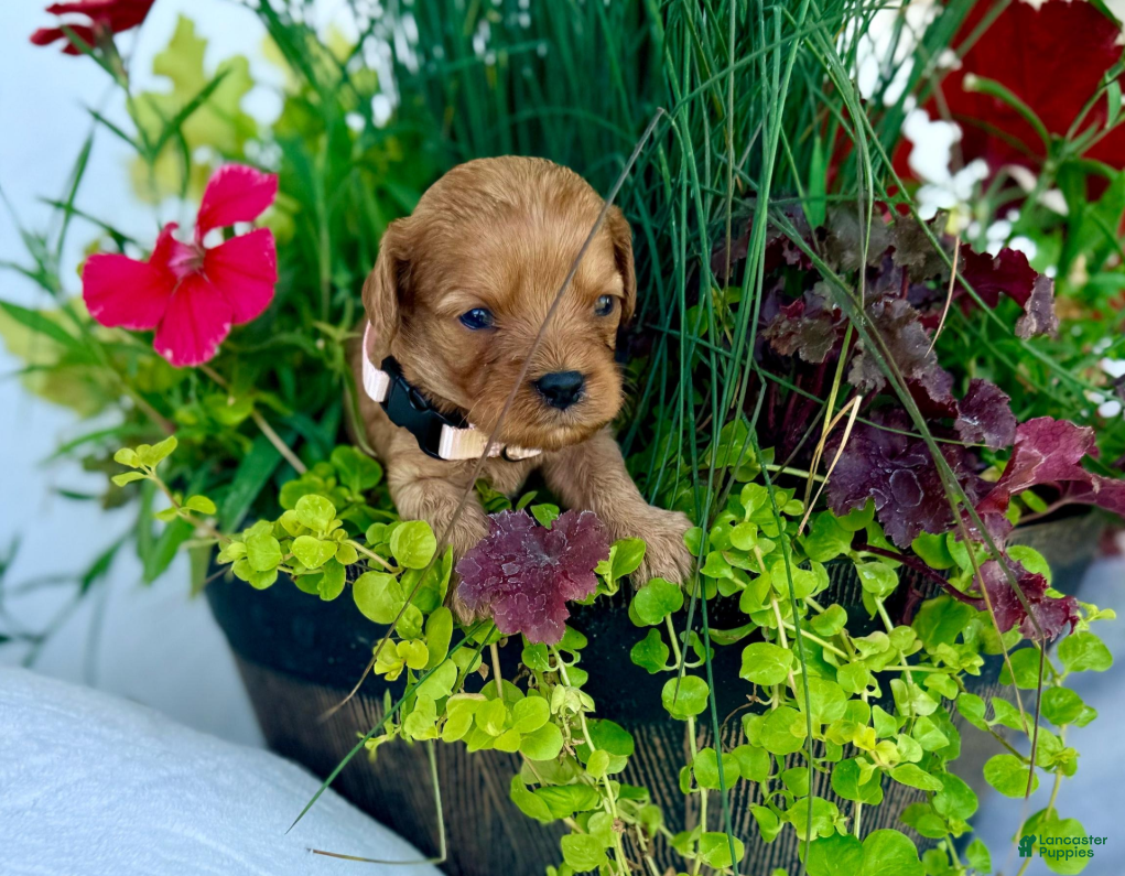 Cavapoo dogs for sale: Poppy - Ad 2