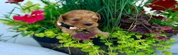 Cavapoo dogs for sale: Poppy - Ad 1