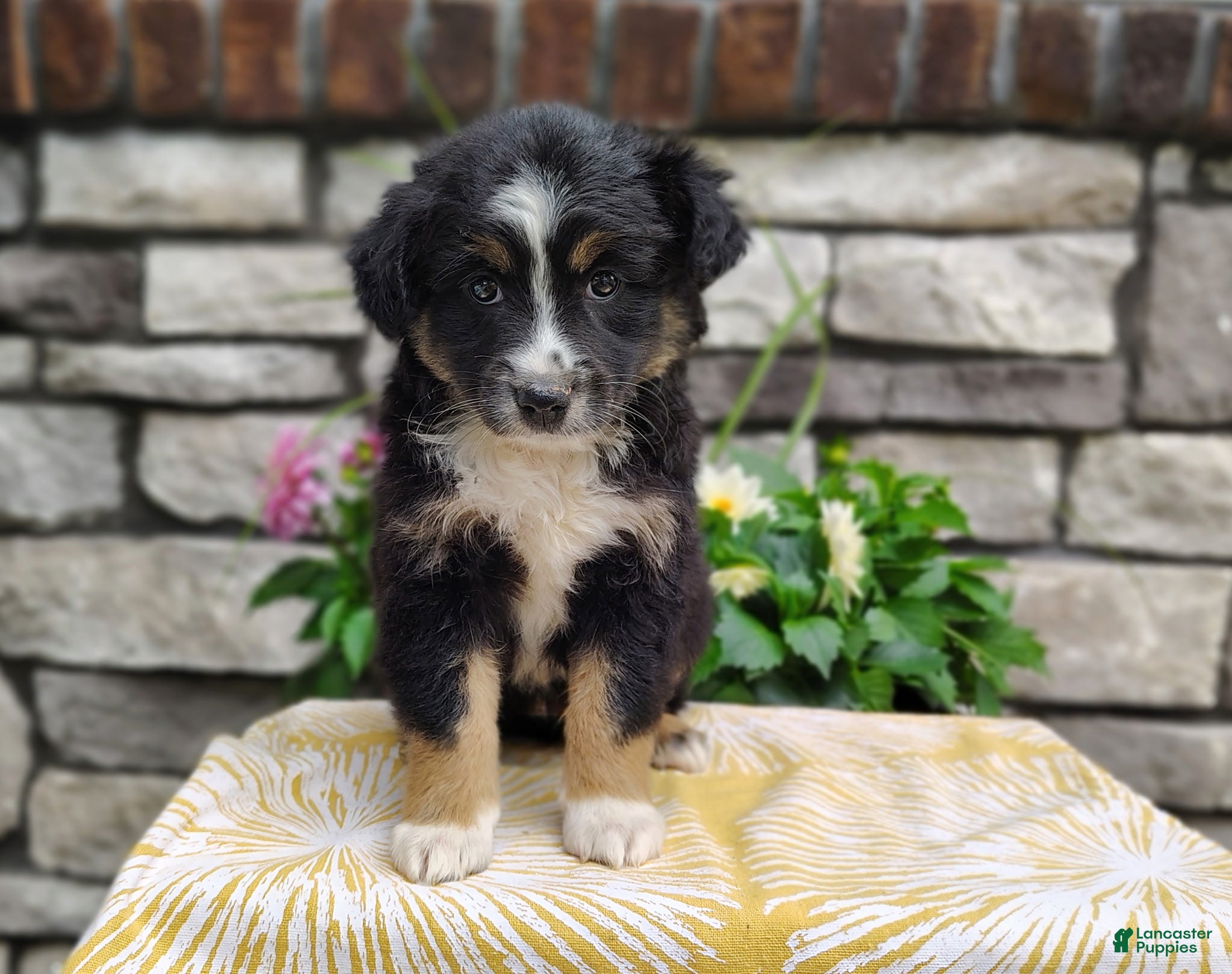 Miniature Australian Shepherd dogs Daisy  - Ad 1
