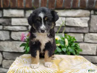 Miniature Australian Shepherd dogs for sale: Daisy - Ad 3