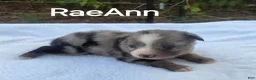 Australian Shepherd dogs for sale: RaeAnn - Ad 6
