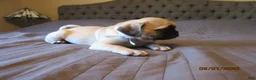 Pug dogs for sale: Pug Puppy 1 - Ad 12