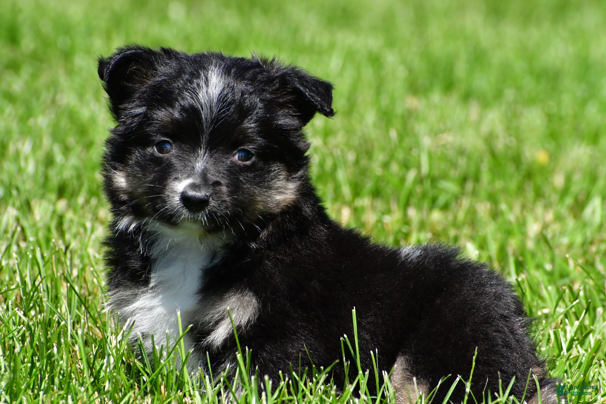 Miniature Australian Shepherd dogs for sale: Bingo - Ad 5