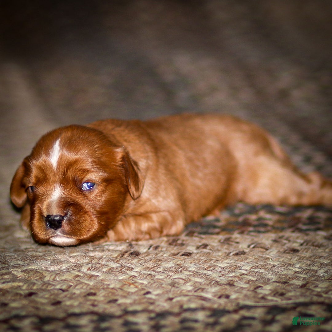 Cavalier King Charles Spaniel dogs for sale: Riley - Ad 4