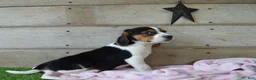 Beagle dogs for sale: Queen - Ad 6