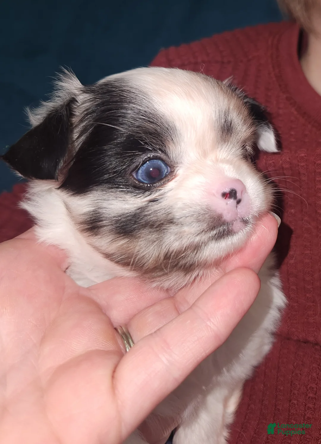 Chihuahua dogs for sale: Rosie - Ad 2