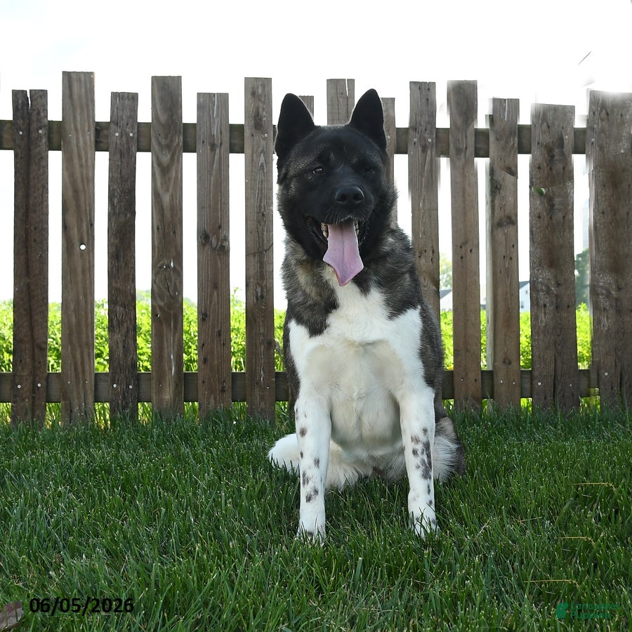 Akita dogs Bella   - Ad 2