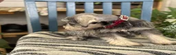 Miniature Schnauzer dogs for sale: Lilly - Ad 5