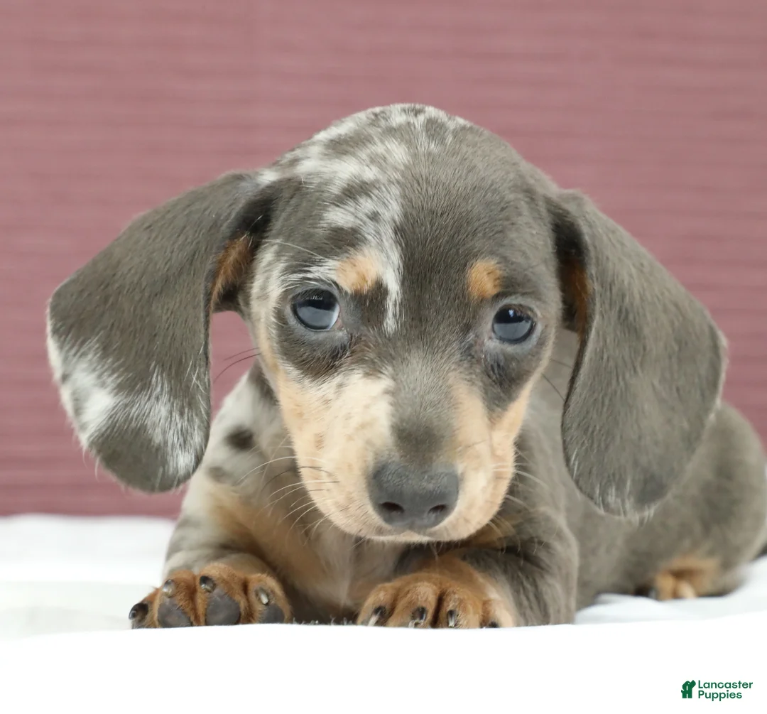 Miniature Dachshund dogs for sale: Indigo 💜 - Ad 2