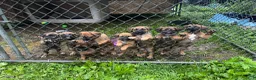 Mixed Breed dogs for sale: Mixed Breed 6 - Ad 4