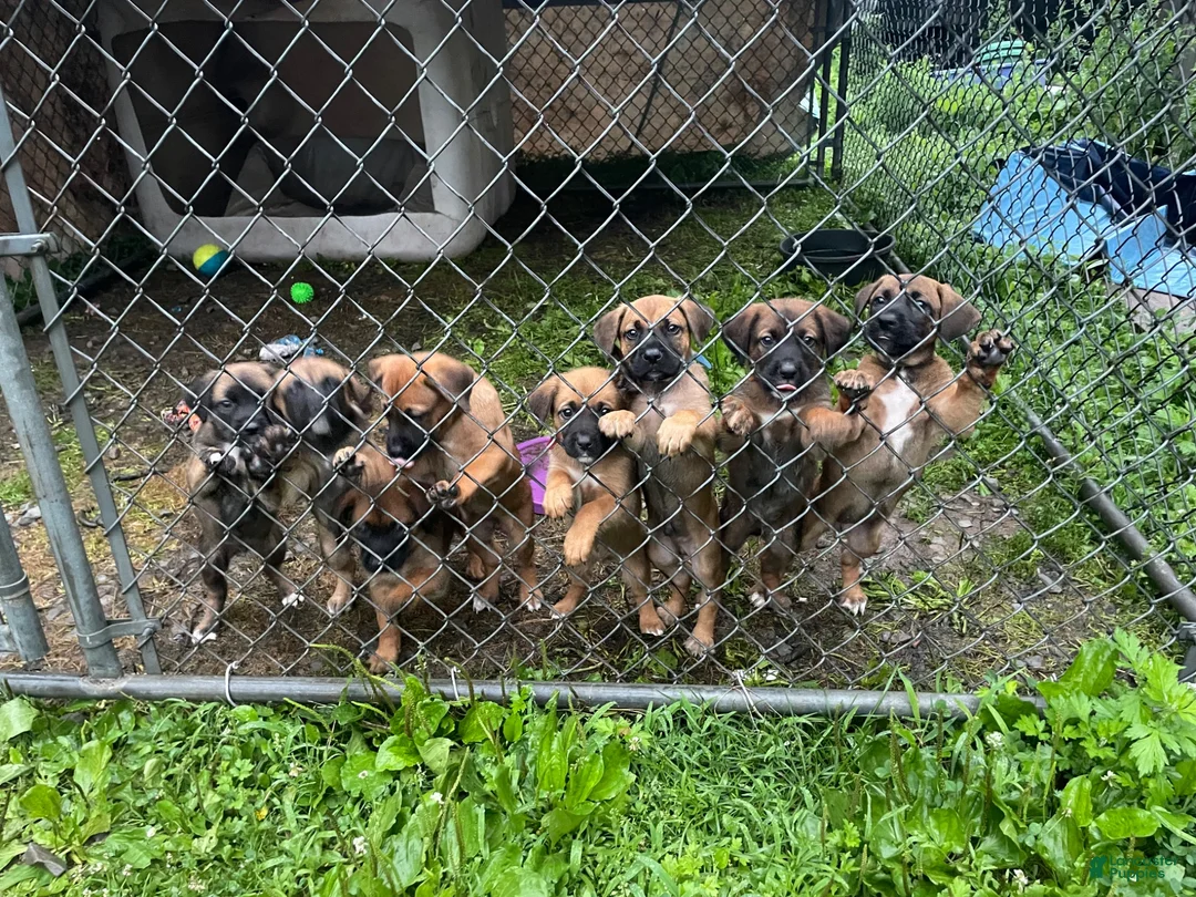 Mixed Breed dogs for sale: Mixed Breed 6 - Ad 4