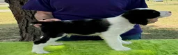 English Springer Spaniel dogs for sale: English Springer Spaniel Puppy  Alex - Ad 4