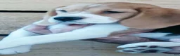 Beagle dogs for sale: UNO - Ad 3