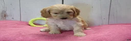 Cockapoo dogs for sale: Beverly - Ad 6
