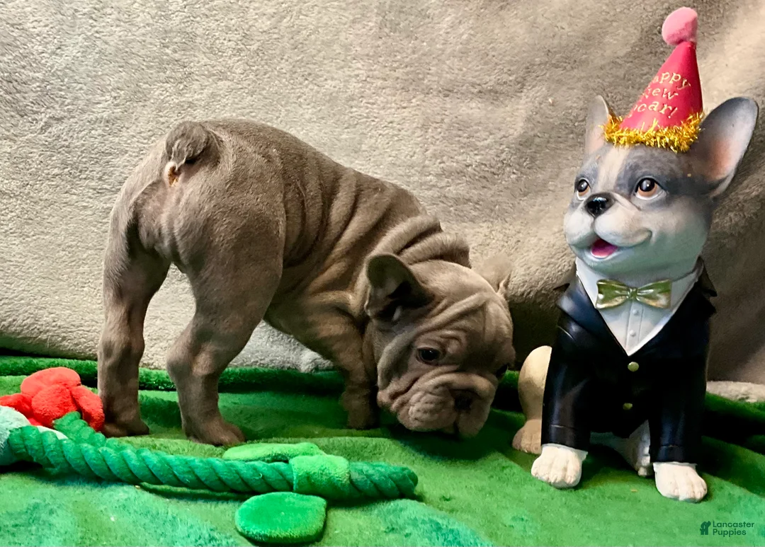 French Bulldog dogs for sale: River  - Ad 2