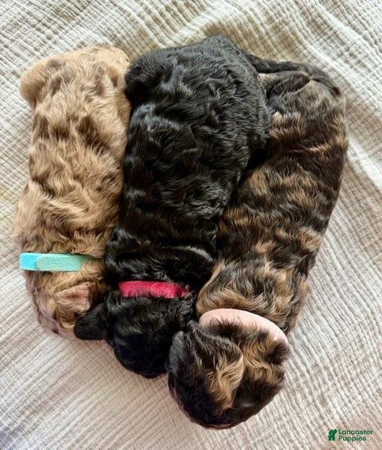 Labradoodle dogs for sale: Hershey's  - Ad 5