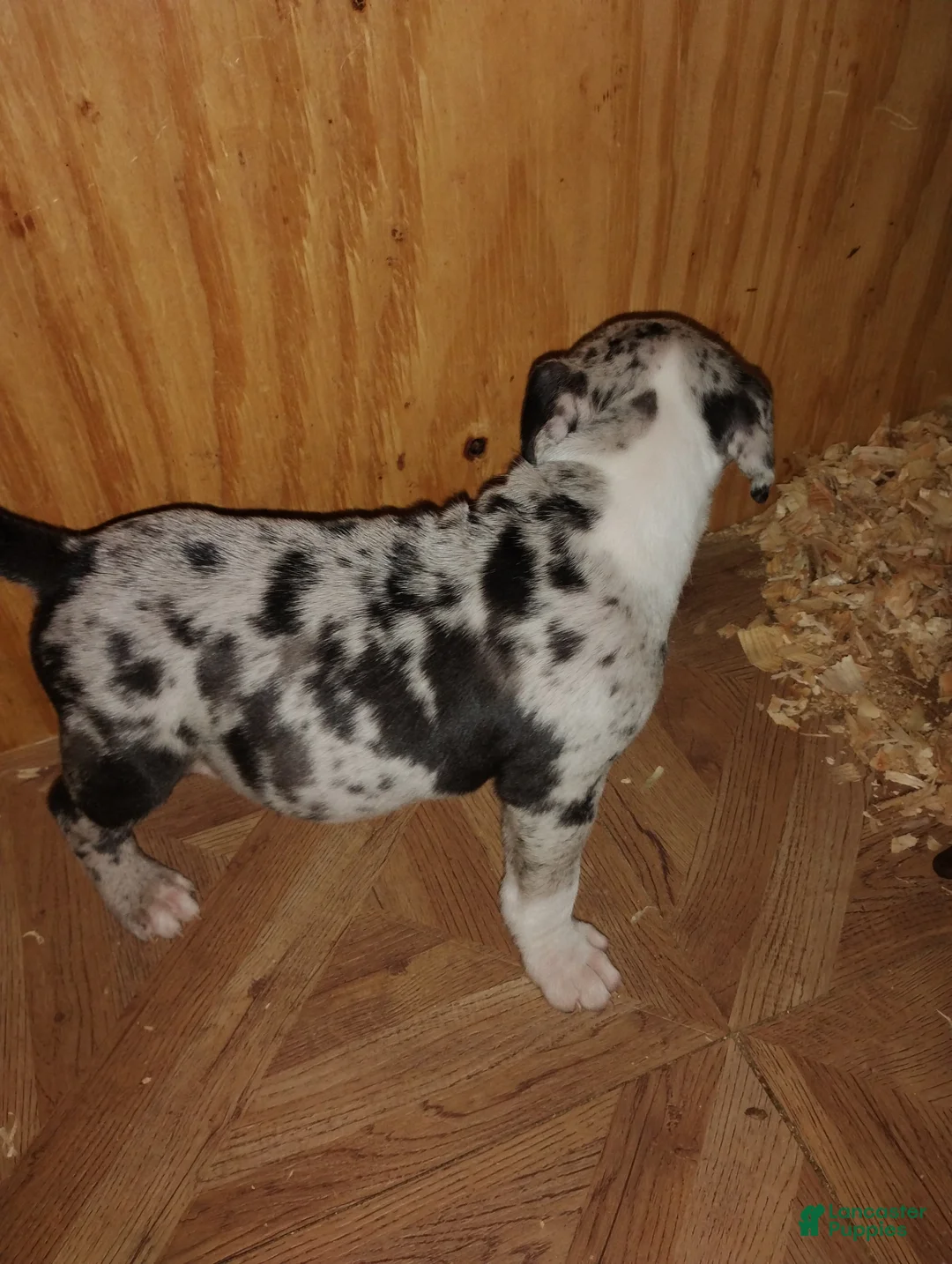 American Bully dogs for sale: American Bully Puppy 6 - Ad 1