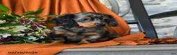 Miniature Dachshund dogs for sale: Kya - Ad 3