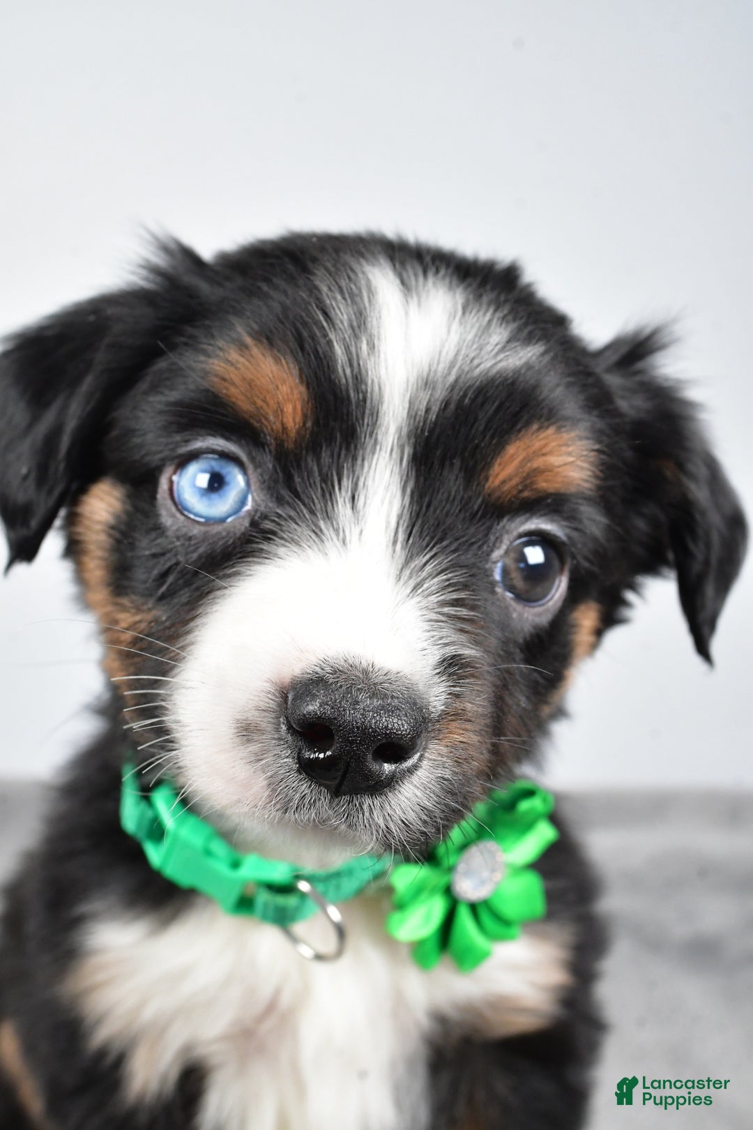 Miniature Australian Shepherd dogs for sale: Olive - Ad 8