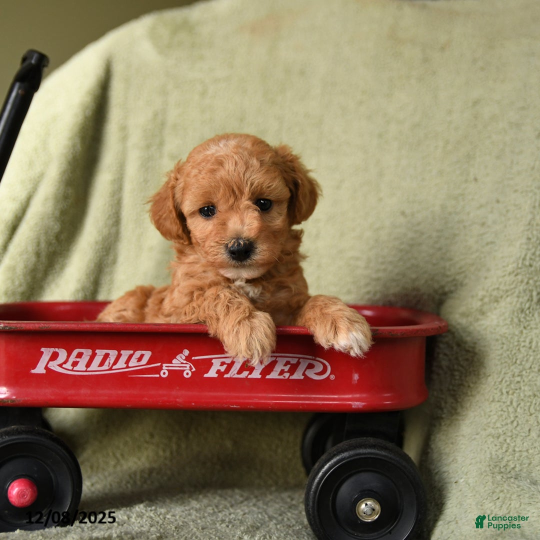 Havapoo dogs for sale: Laffy - Ad 5