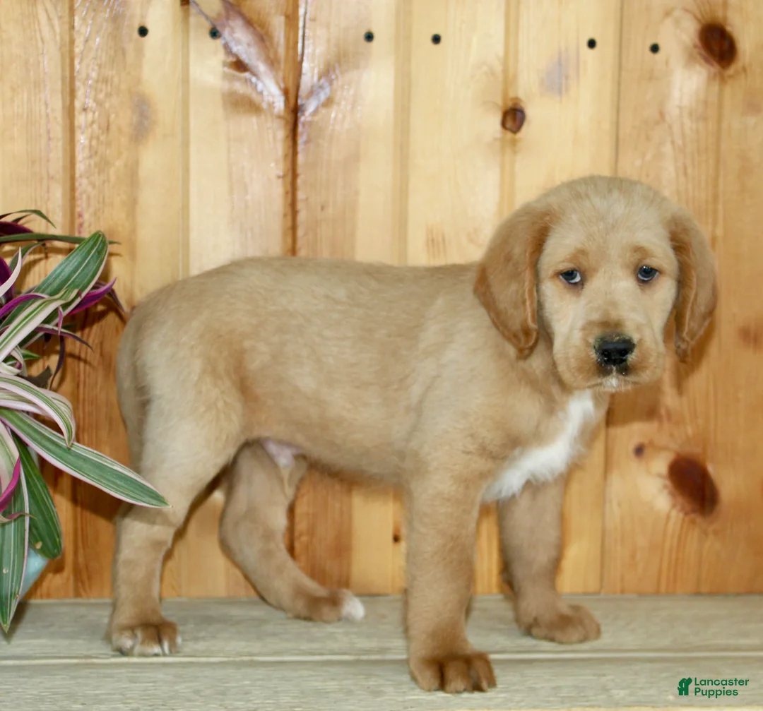 Labradoodle dogs for sale: Clyde  - Ad 2