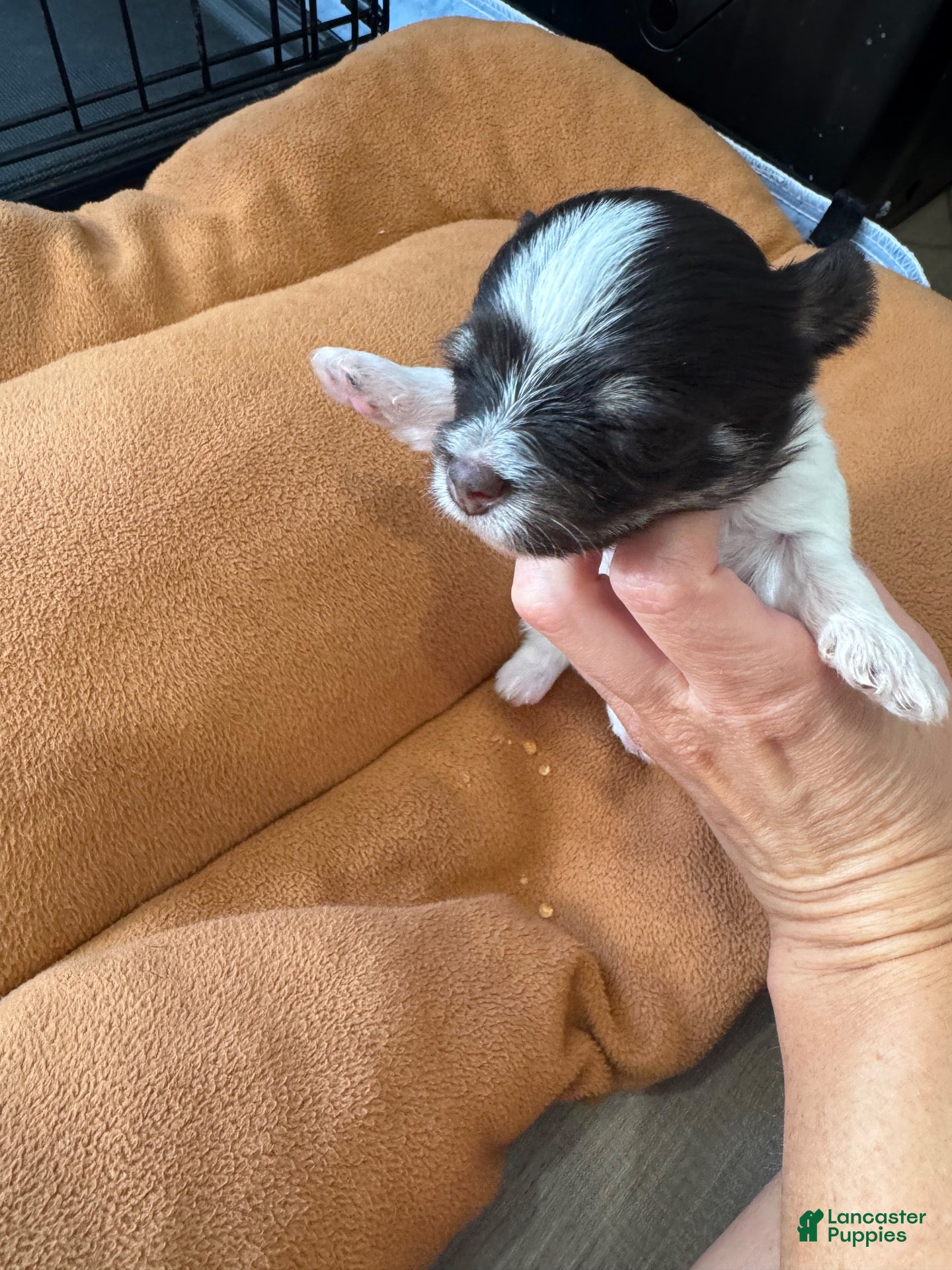 Yorkshire Terrier dogs Yorkshire Terrier 2 - Ad 1