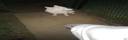 Samoyed dogs for sale: Samoyed 1 - Ad 5