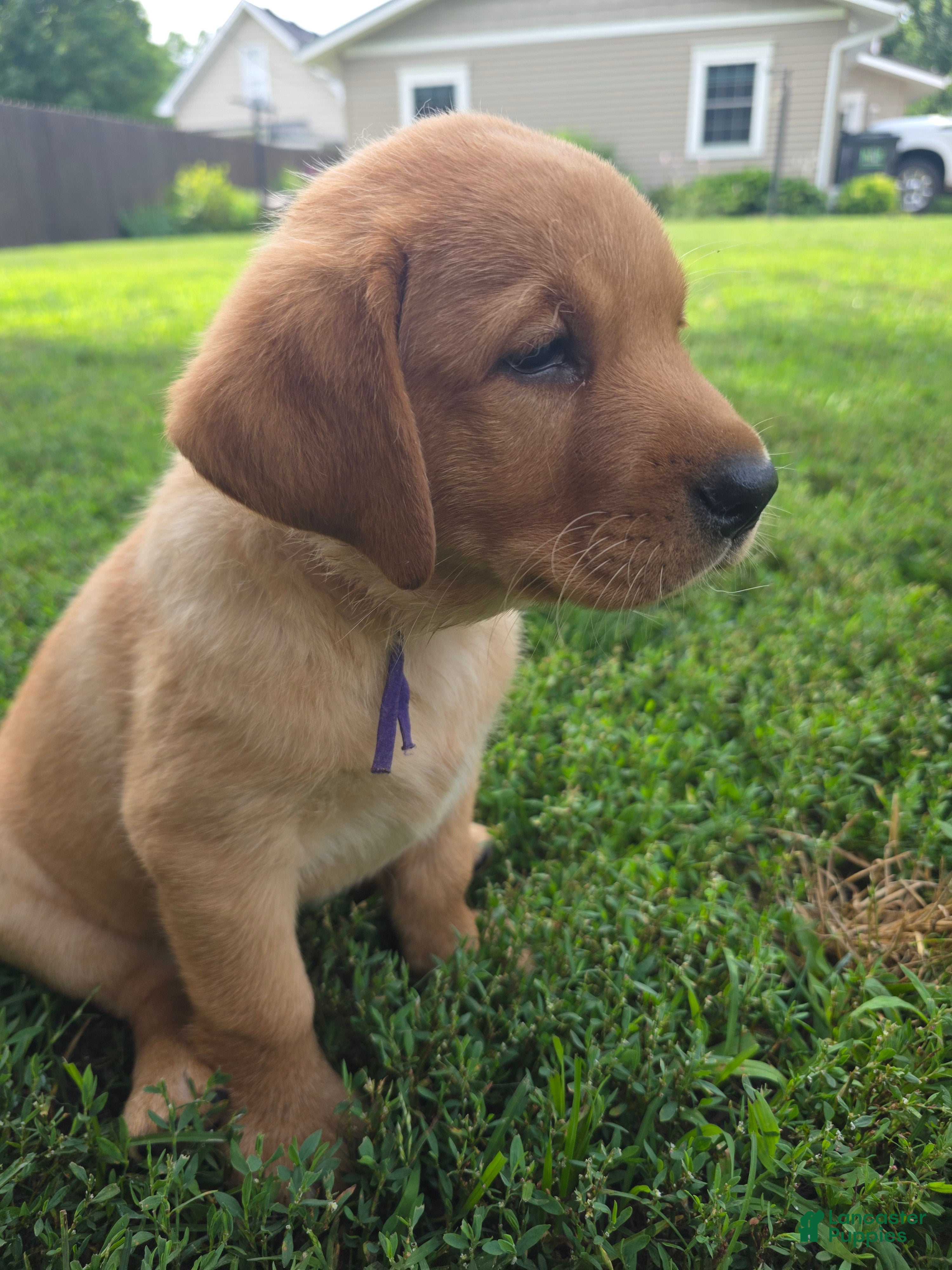 Labrador Retriever dogs Hazel 💜 Fox Red English Lab  - Ad 1