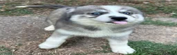 Siberian Husky dogs for sale: Charm - Ad 5