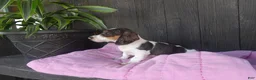Miniature Dachshund dogs for sale: Daisy - Ad 5