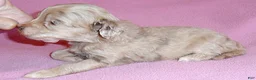 Shihpoo dogs for sale: Winnie - Ad 4