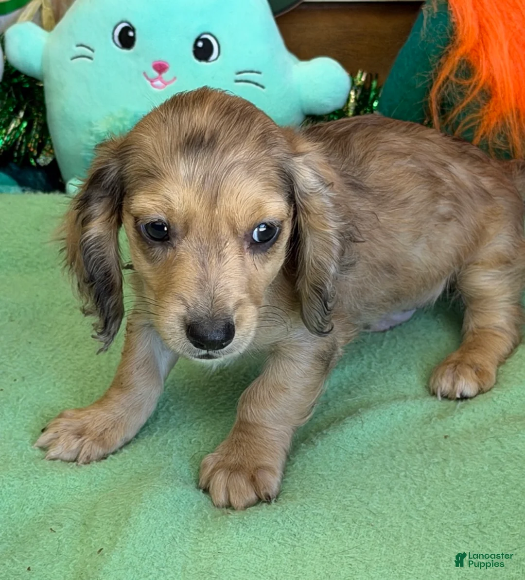 Miniature Dachshund dogs for sale: Louie - Ad 3