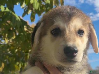 Gerberian Shepsky dogs - Ad 5