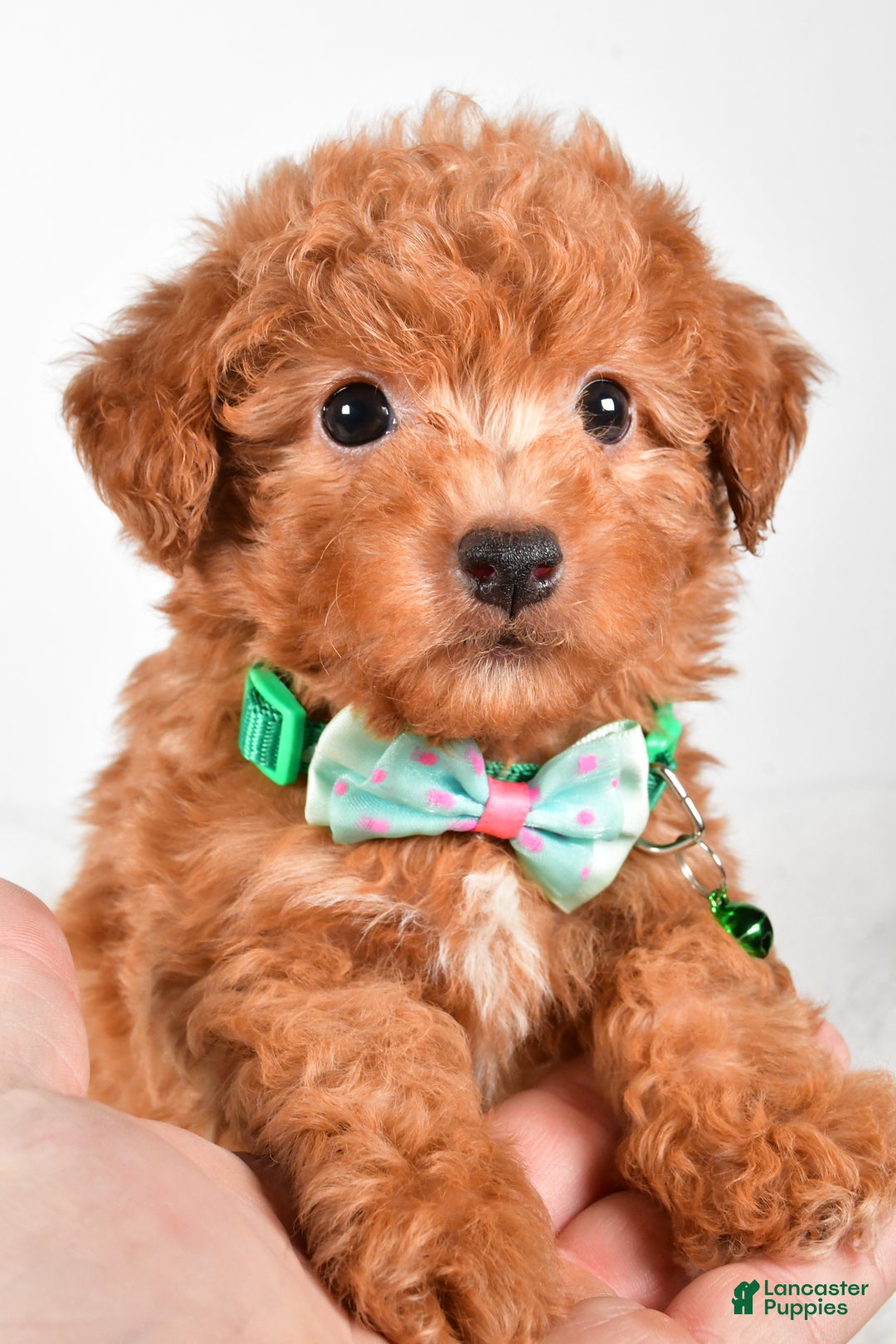 Maltipoo dogs for sale: Shawn f one b - Ad 3
