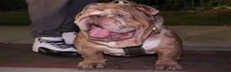 English Bulldog dogs for stud: Tyson  - Ad 1