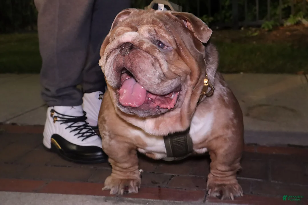 English Bulldog dogs for stud: Tyson  - Ad 1